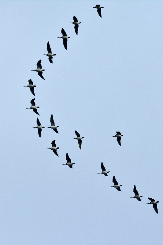 grote canadese gans